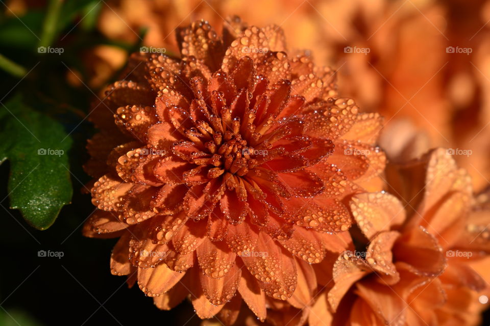 morning dew on orange mums
