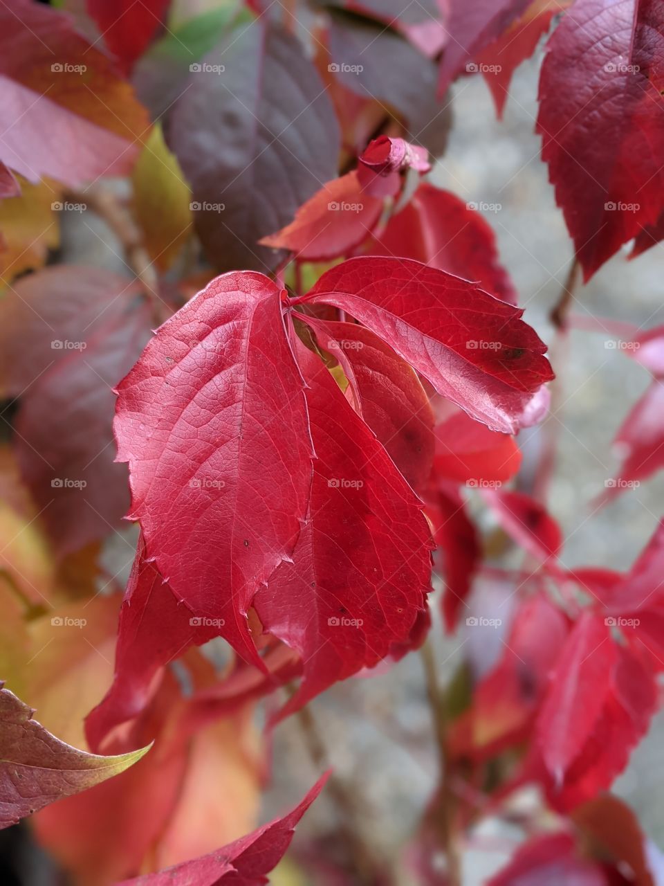 Color of Autumn 🍂