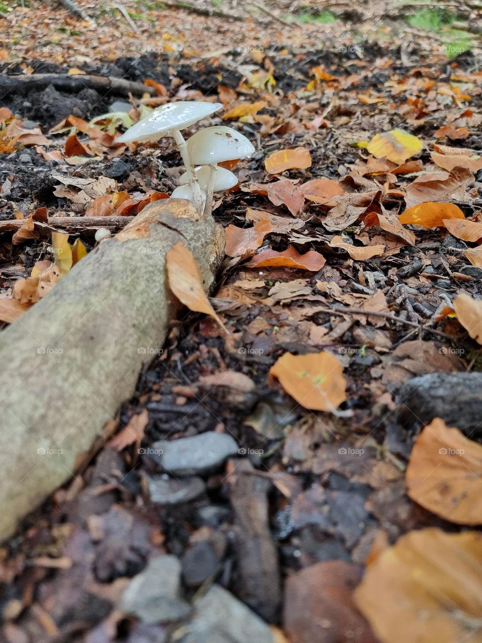 mushrooms and wood