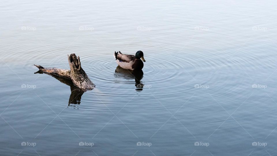 Mallard Duck and a submerged log