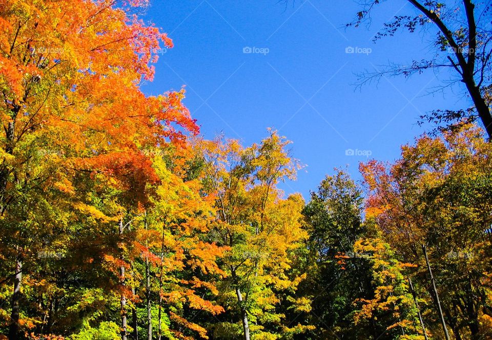 Fall leaves in Ohio