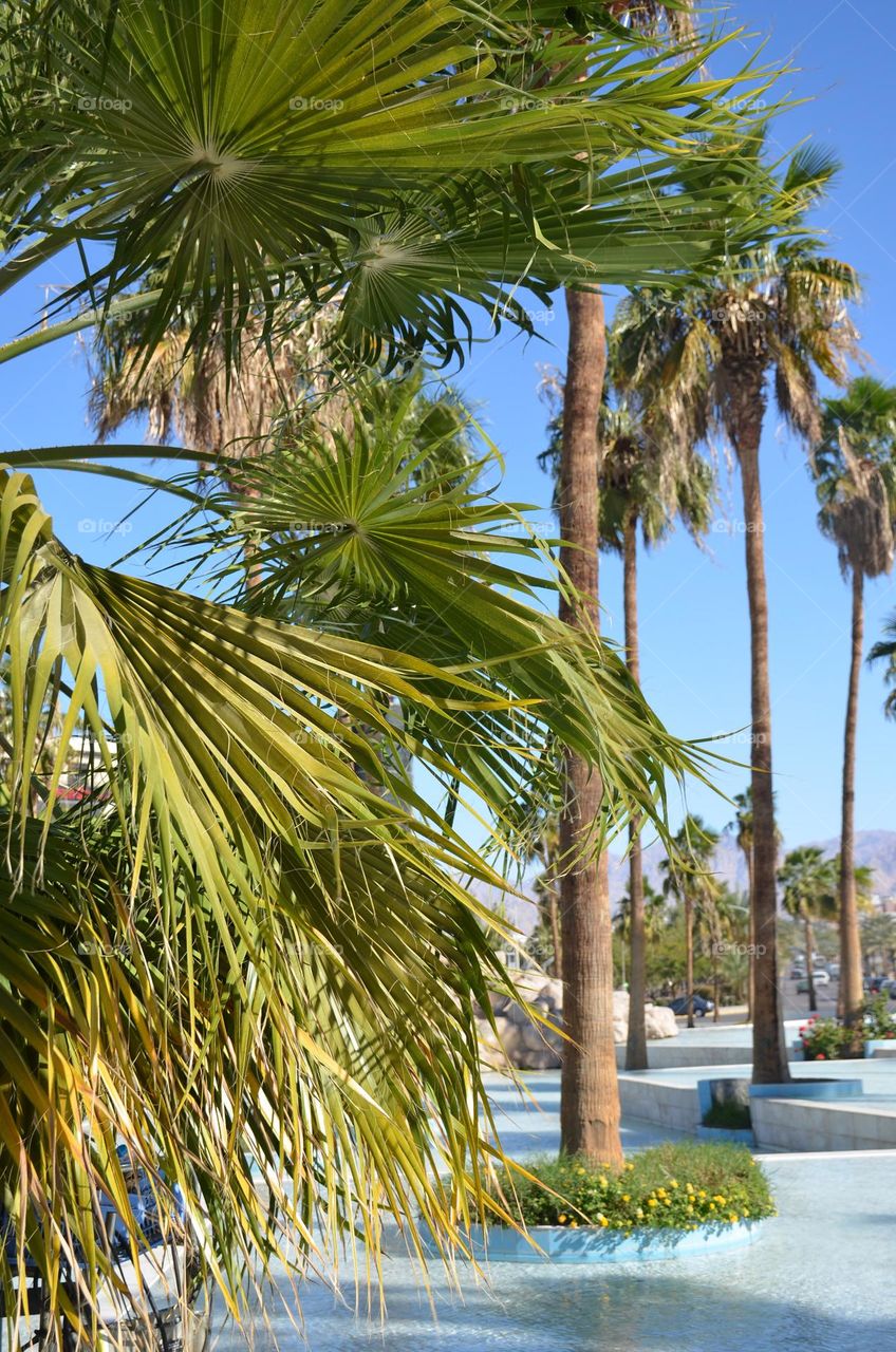 Plants, Aqaba city, Jordan