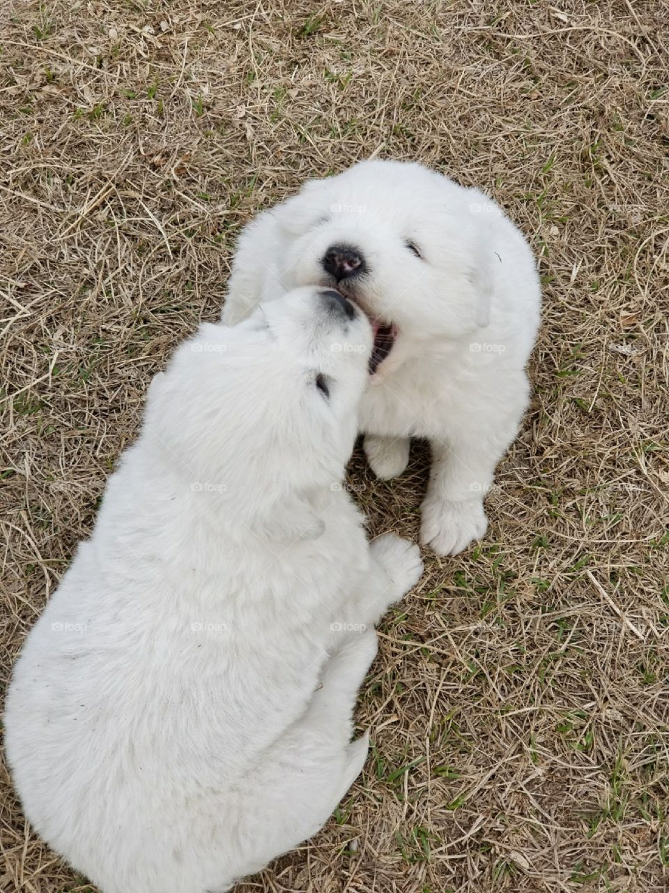 Playful pups! Young puppy love. Fluffy, sweet, precious and playful. 