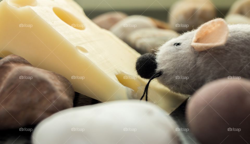 Mouse in love with cheese 