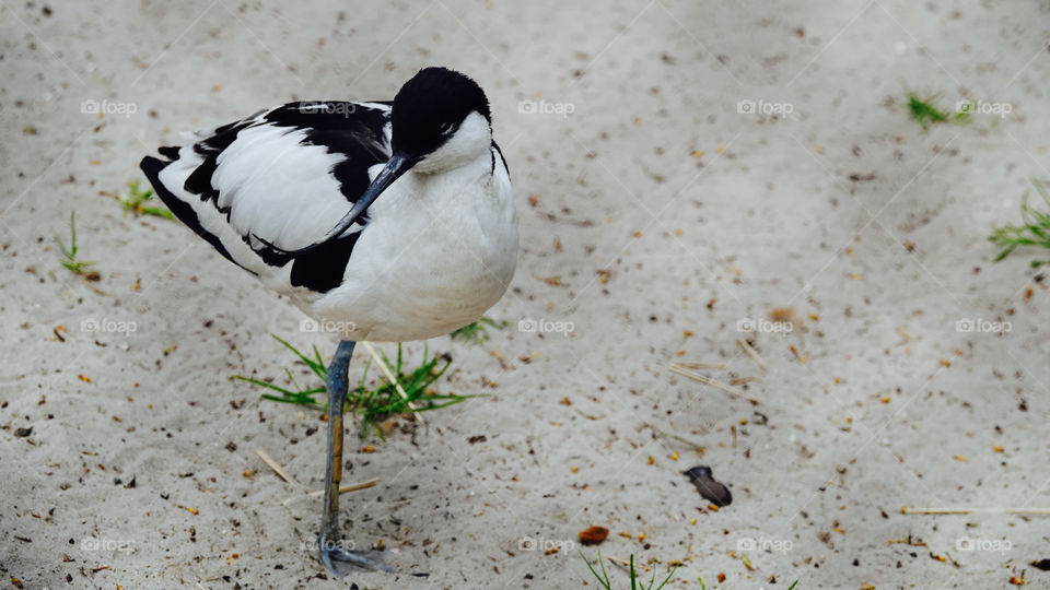 Pied avocet.