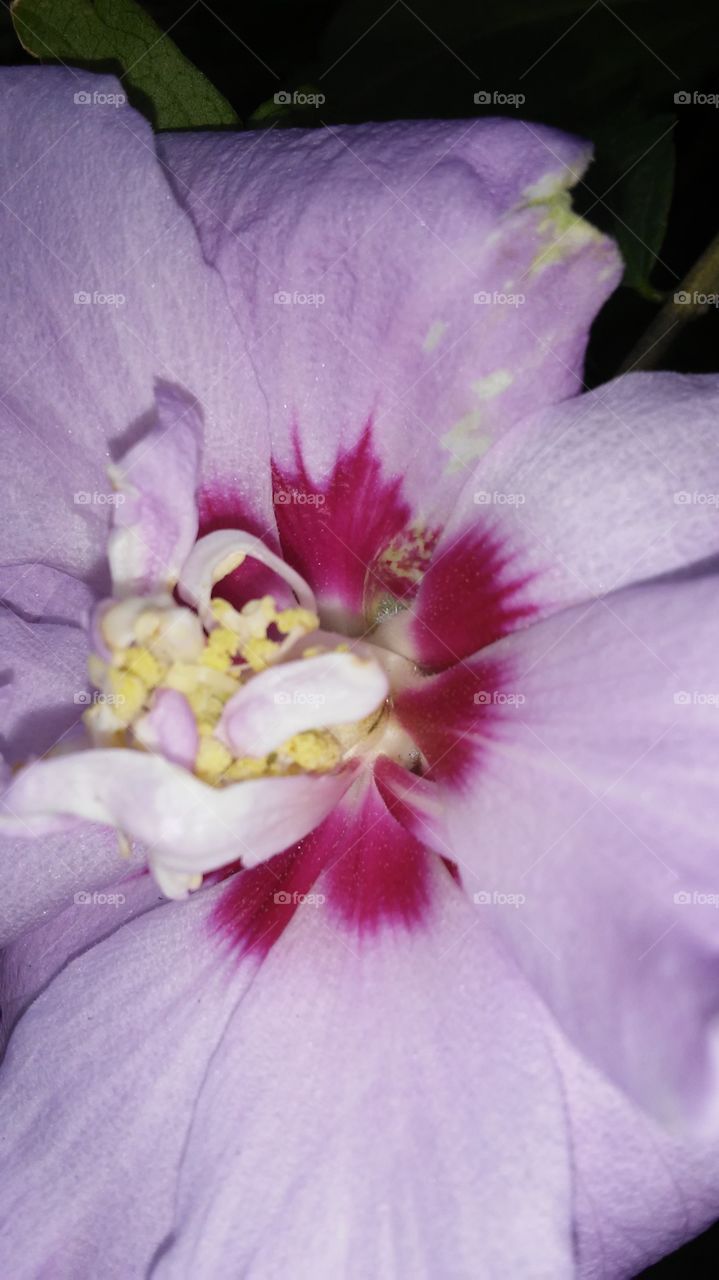 Flower, Flora, No Person, Garden, Nature