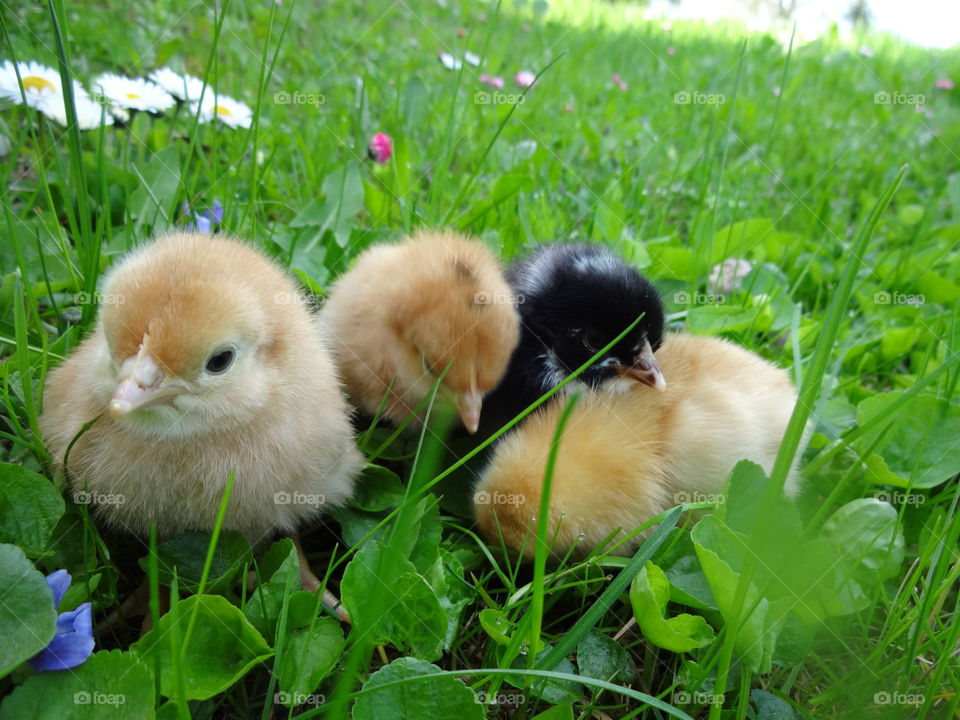 Close-up of chicks