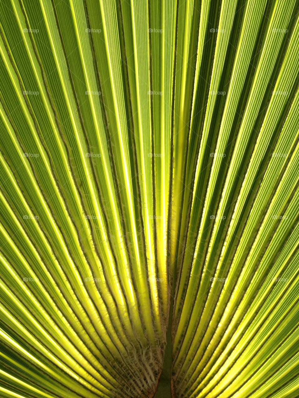 green light yellow pattern by sdpropho