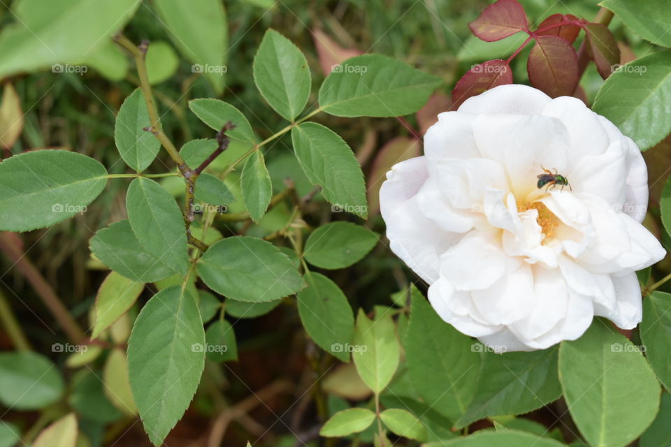 Cheiro de Rosas !