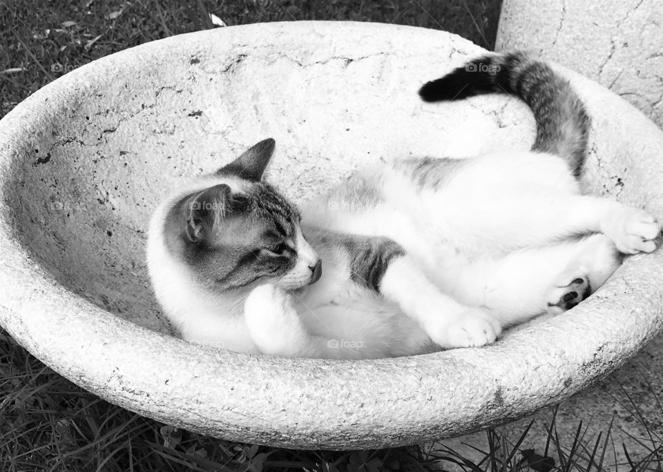 Cute cat Neve resting in the garden 