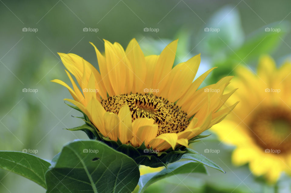 A sunflowers blooms...