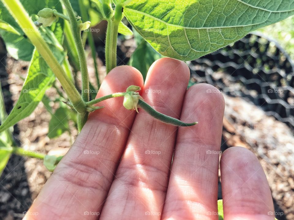 I spy with my eye a baby green bean emerging 