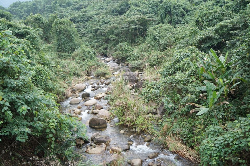 Water, River, Nature, Wood, Stream