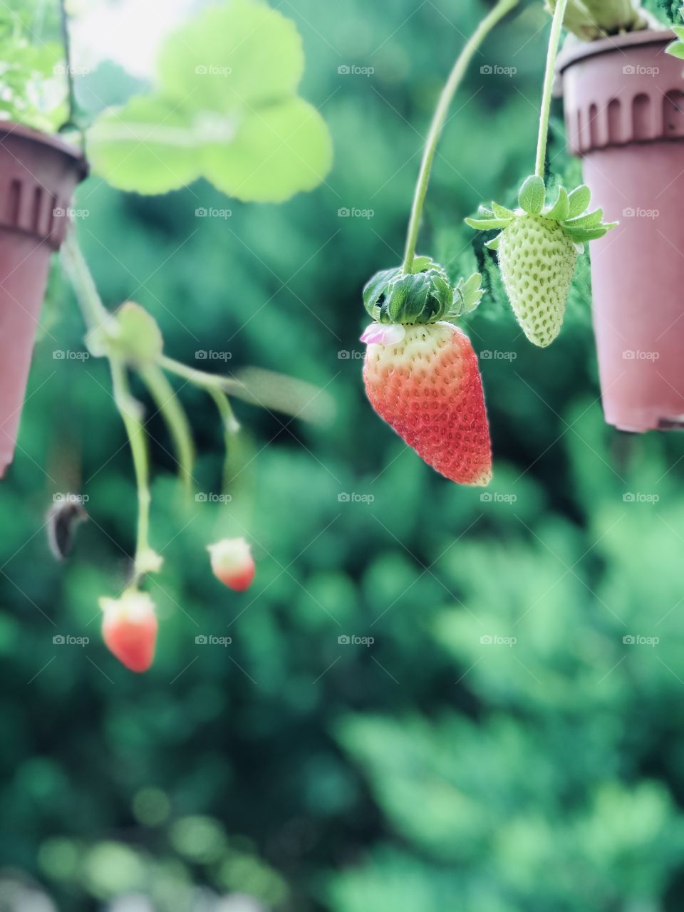 Strawberry plant 