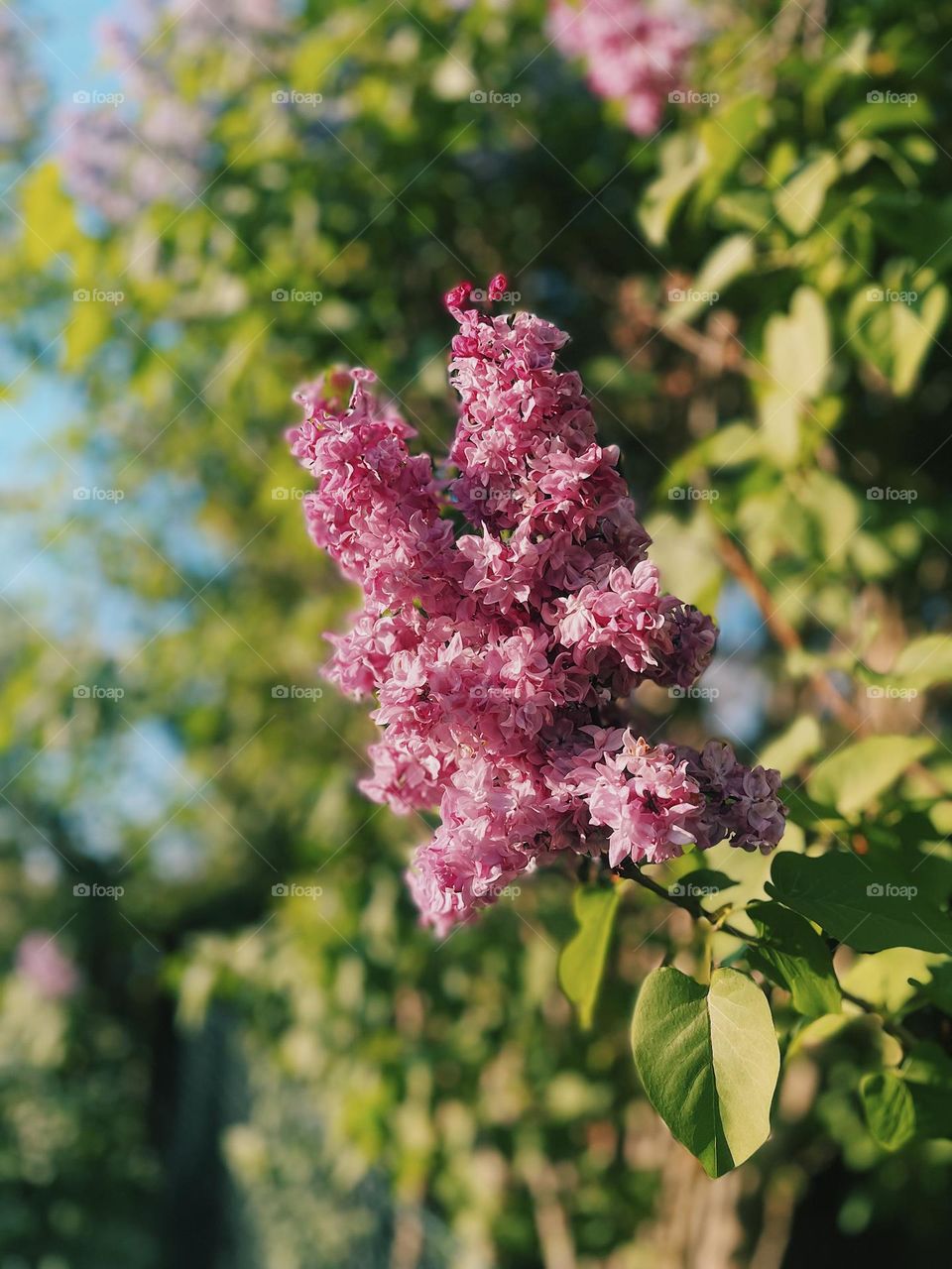 A close-up of vibrant pink lilac flowers in full bloom, basking in warm spring sunlight. The blurred green and blue background enhances the fresh and cheerful atmosphere, perfect for seasonal and nature-themed visuals.