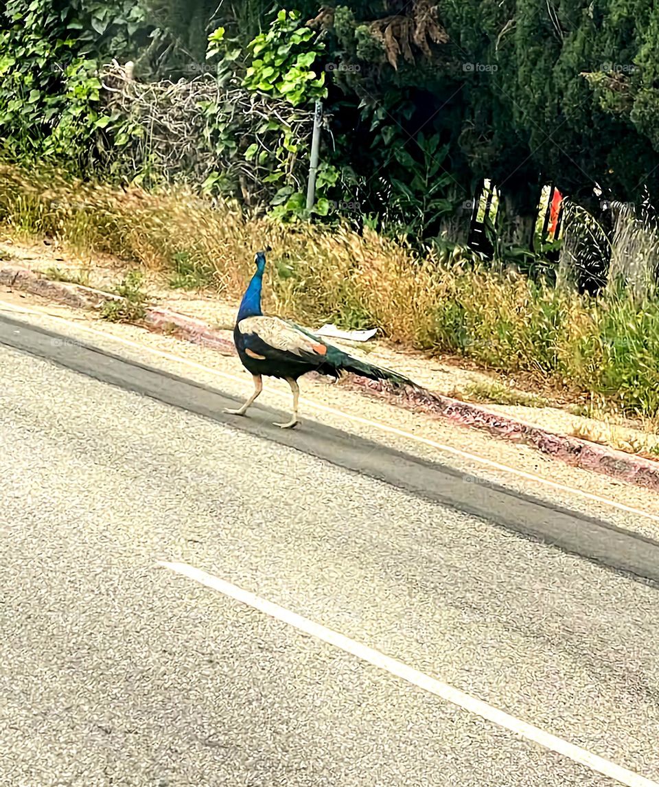 runaway peacock