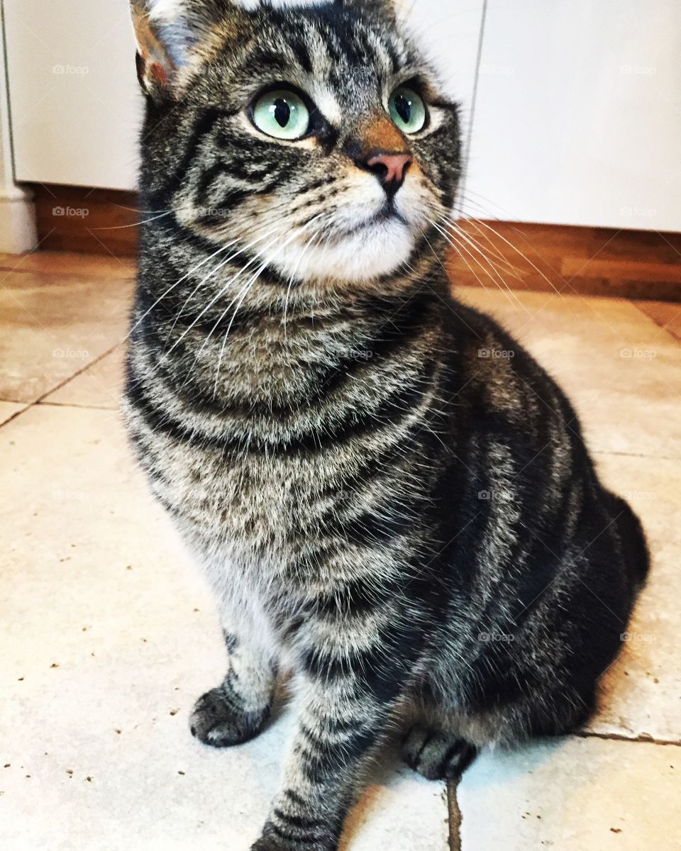 Close-up of a cat sitting on floor