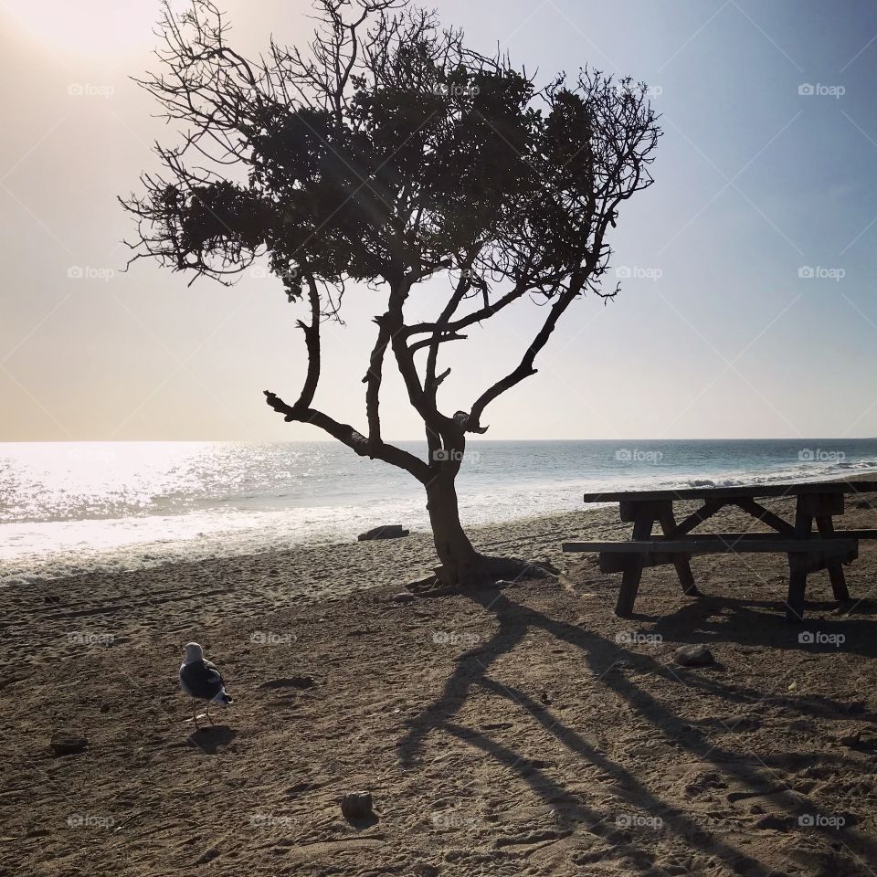Interesting tree on a beach near Malibu, California