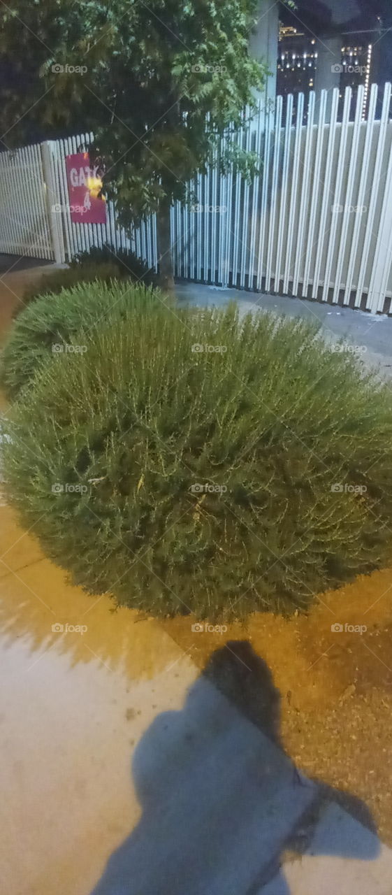 cloned at last Moses bush before the fire