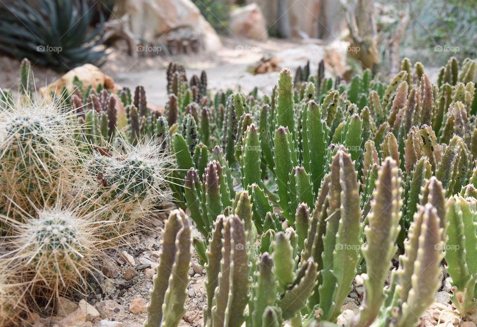 Field of cacti at San Antonio Botanical Garden