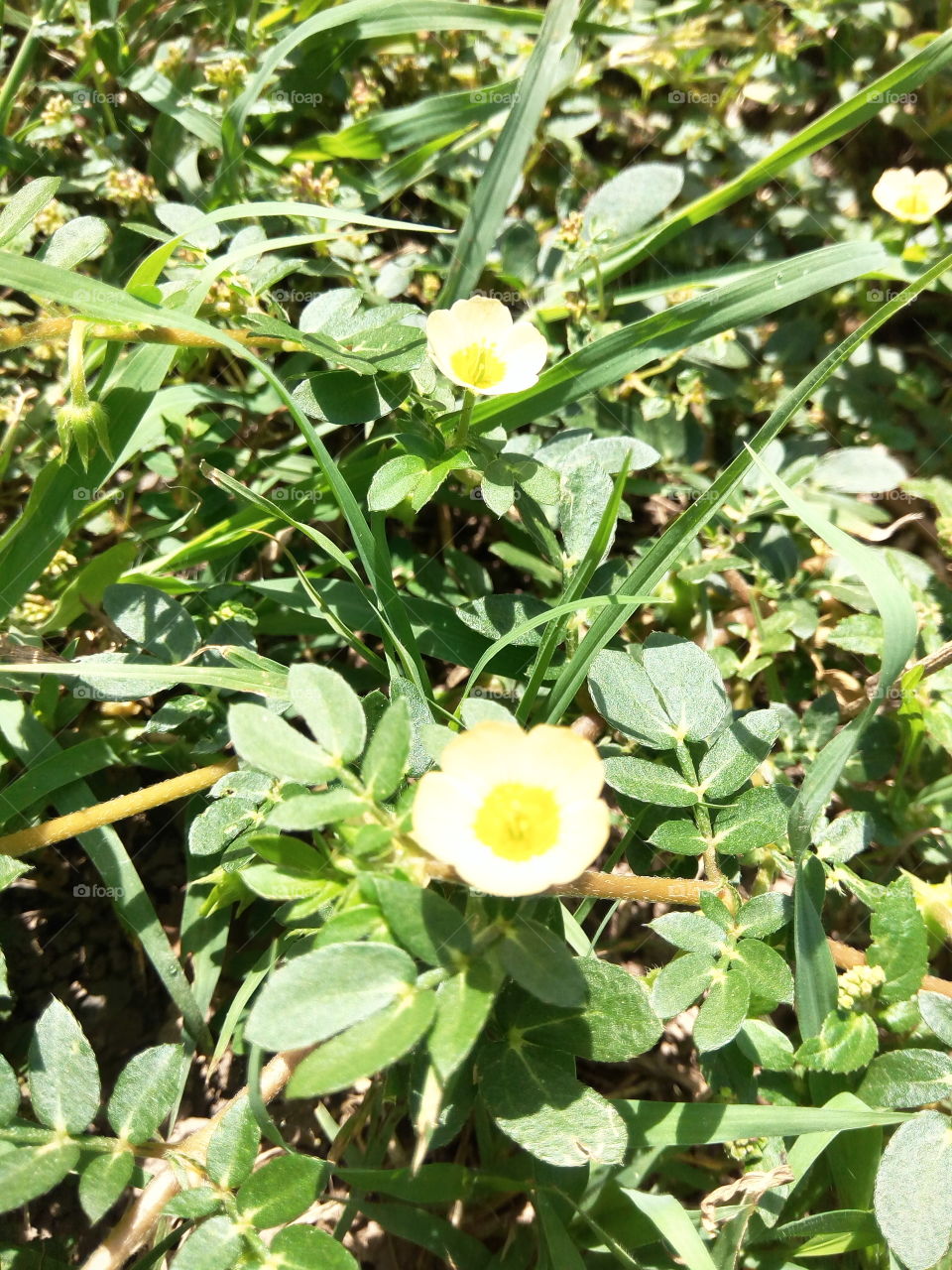 Nature, Flora, Leaf, Flower, Summer