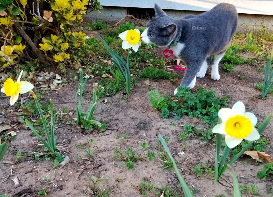 flower smelling cat