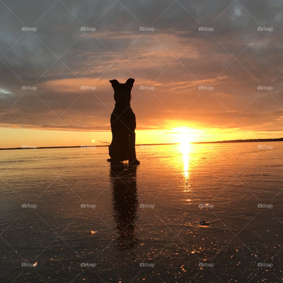Dog on lake with Sunset 