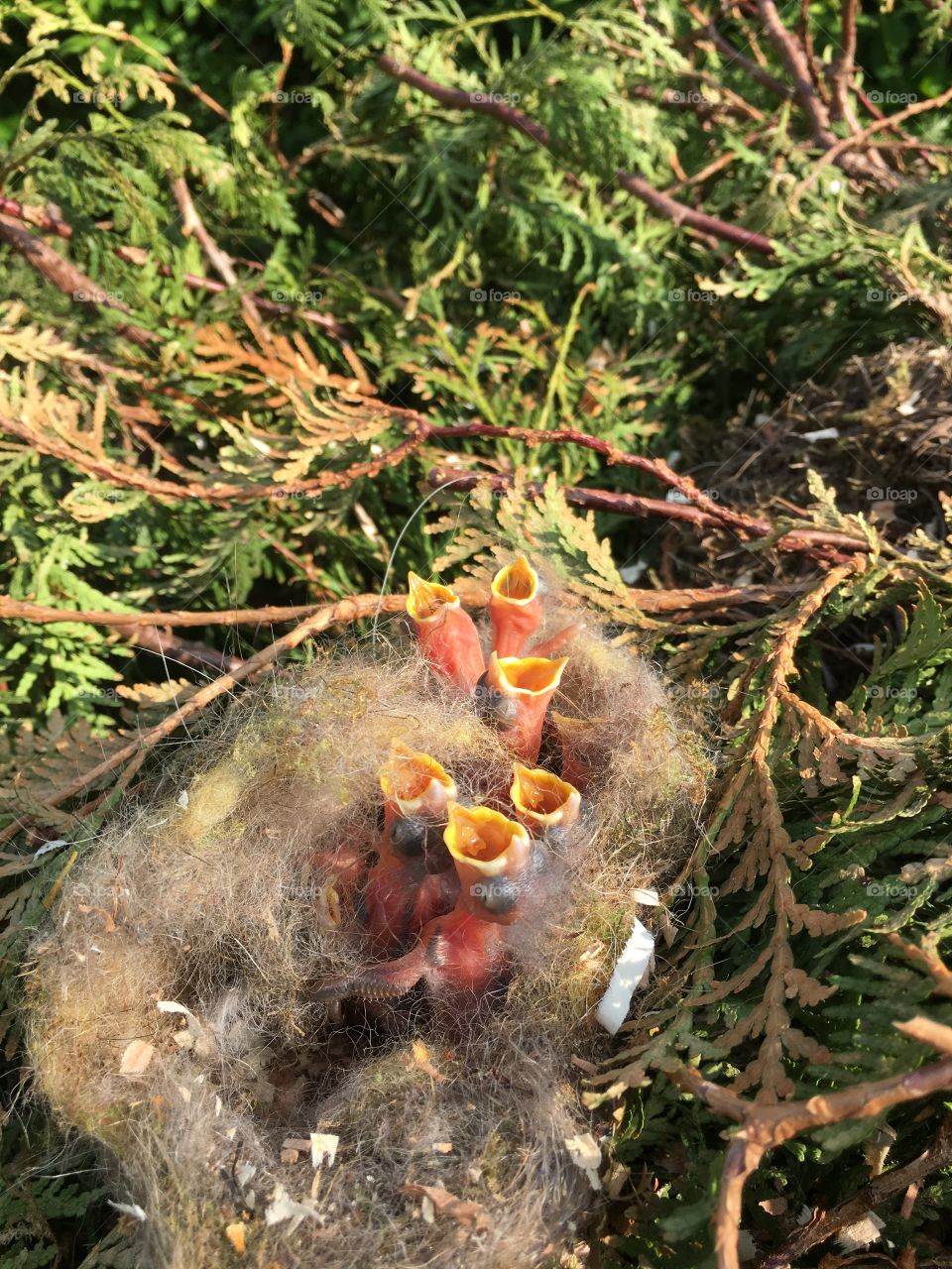 chicks in the nest