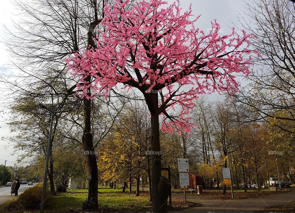 pink tree
