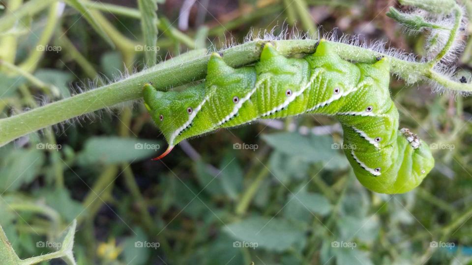Green Hornworm on Tomato Bush