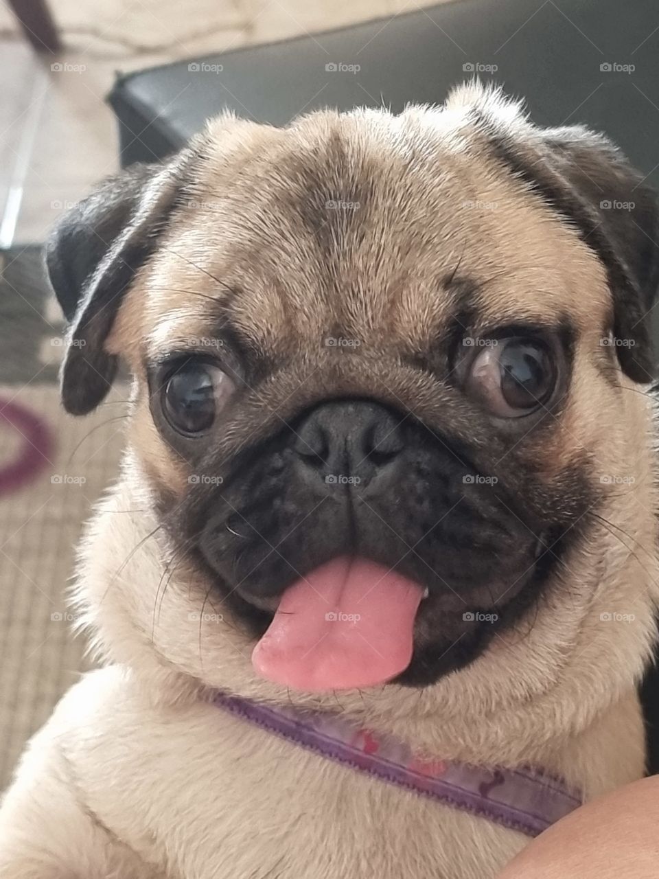 My little dog Pug