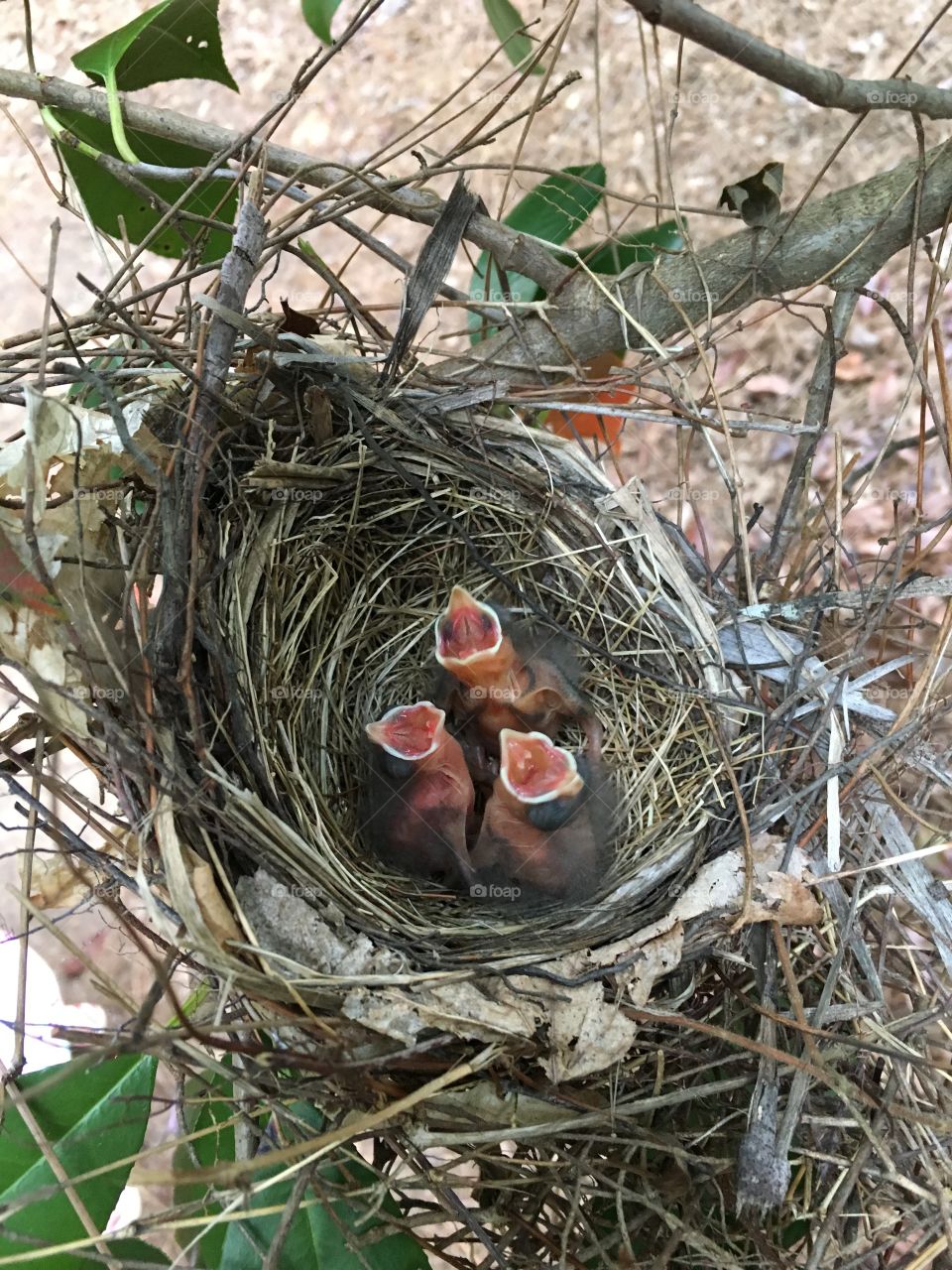 Cardinal triplets