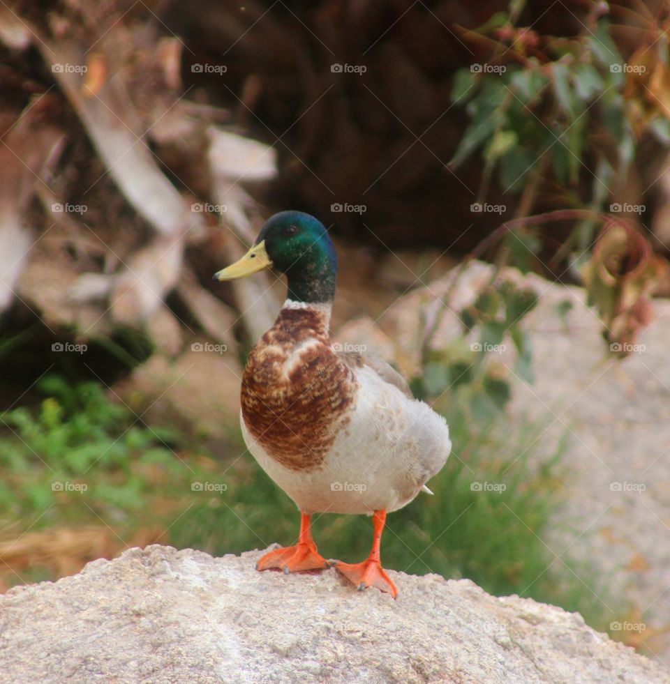 Mallard Duck on a Rock