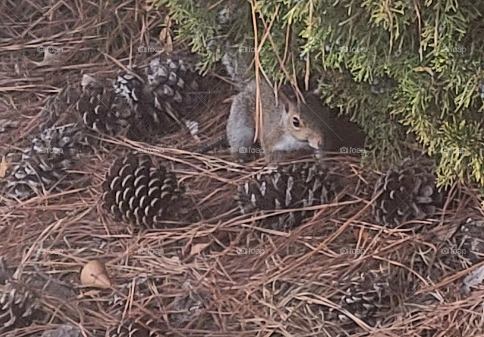 A squirrel in the woods