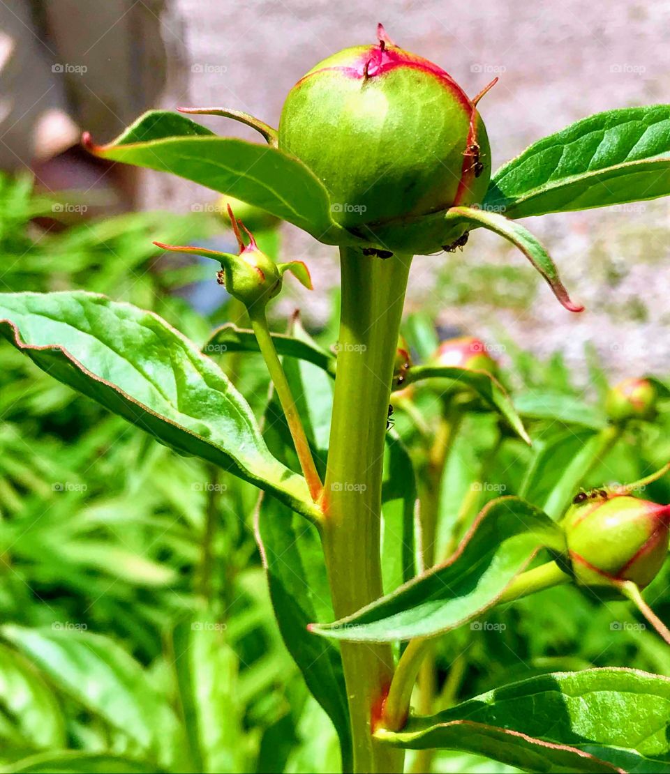 Peony flower bud blooming and ants crawling 