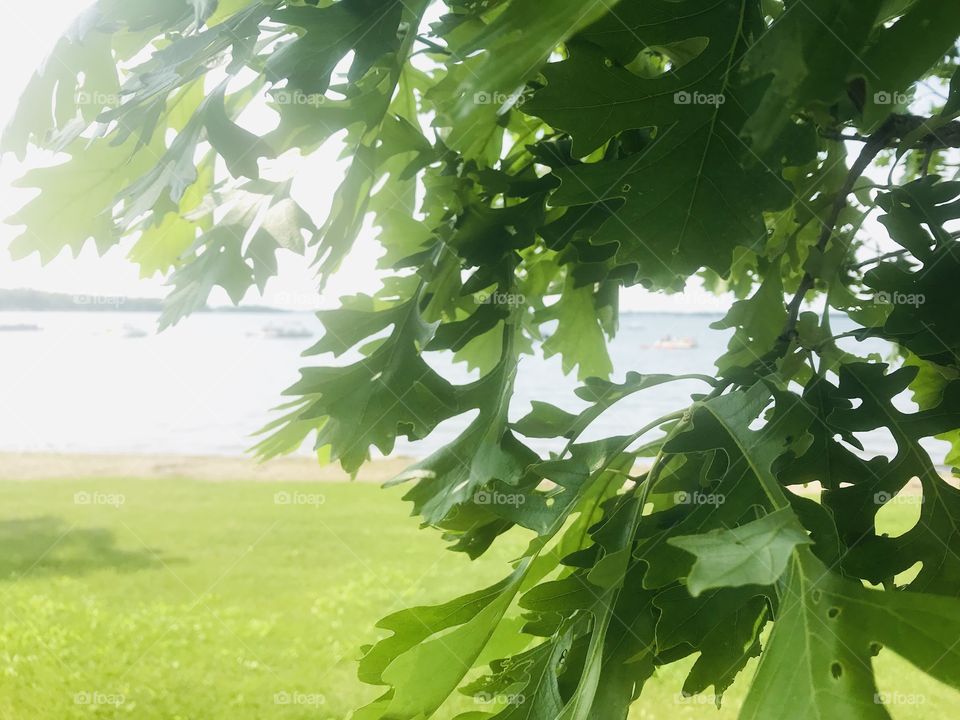 Gorgeous photo of beach with leaves in the forefront on this beautiful sunny afternoon!! 