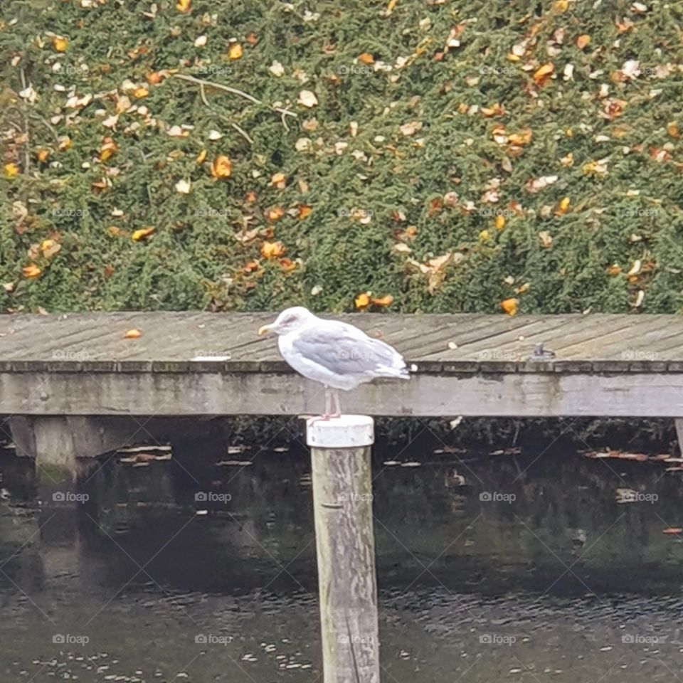 A seagull on a wooden pole.