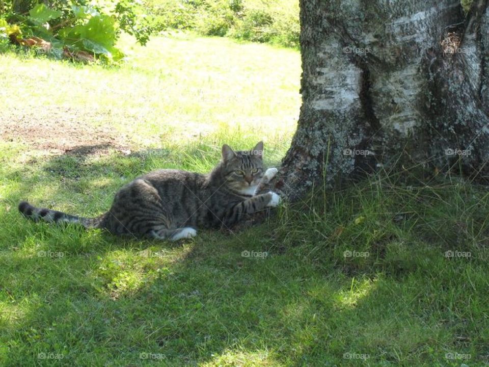 Cat having a great time under the shadows of the tree.