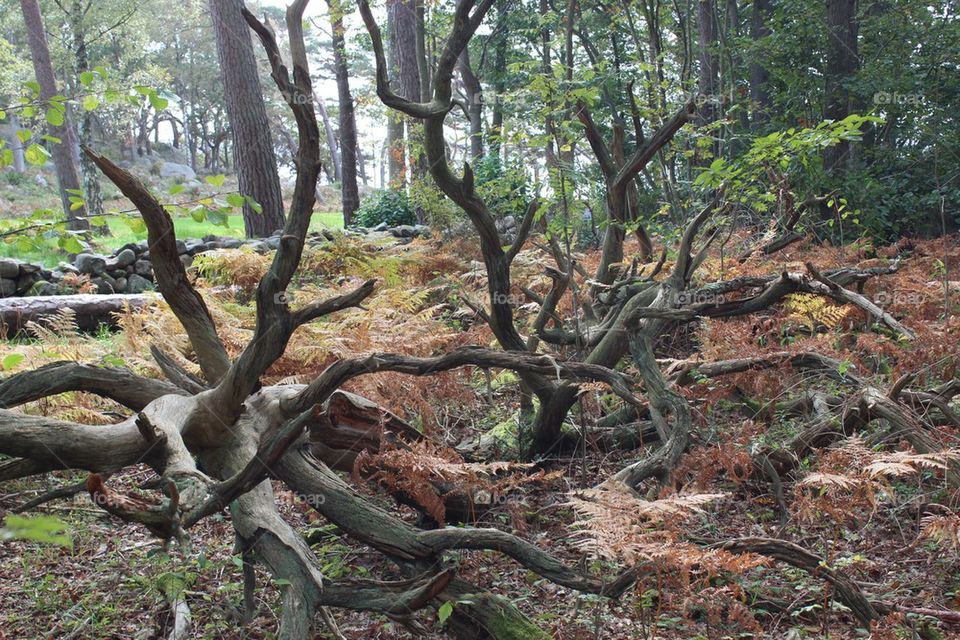 Tree roots in forest