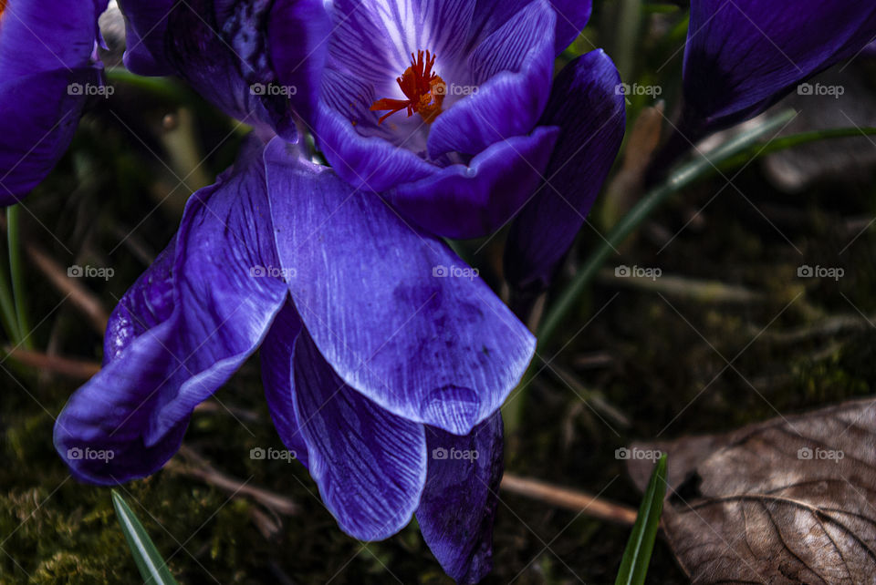 Purple crocus one of the first spring flower