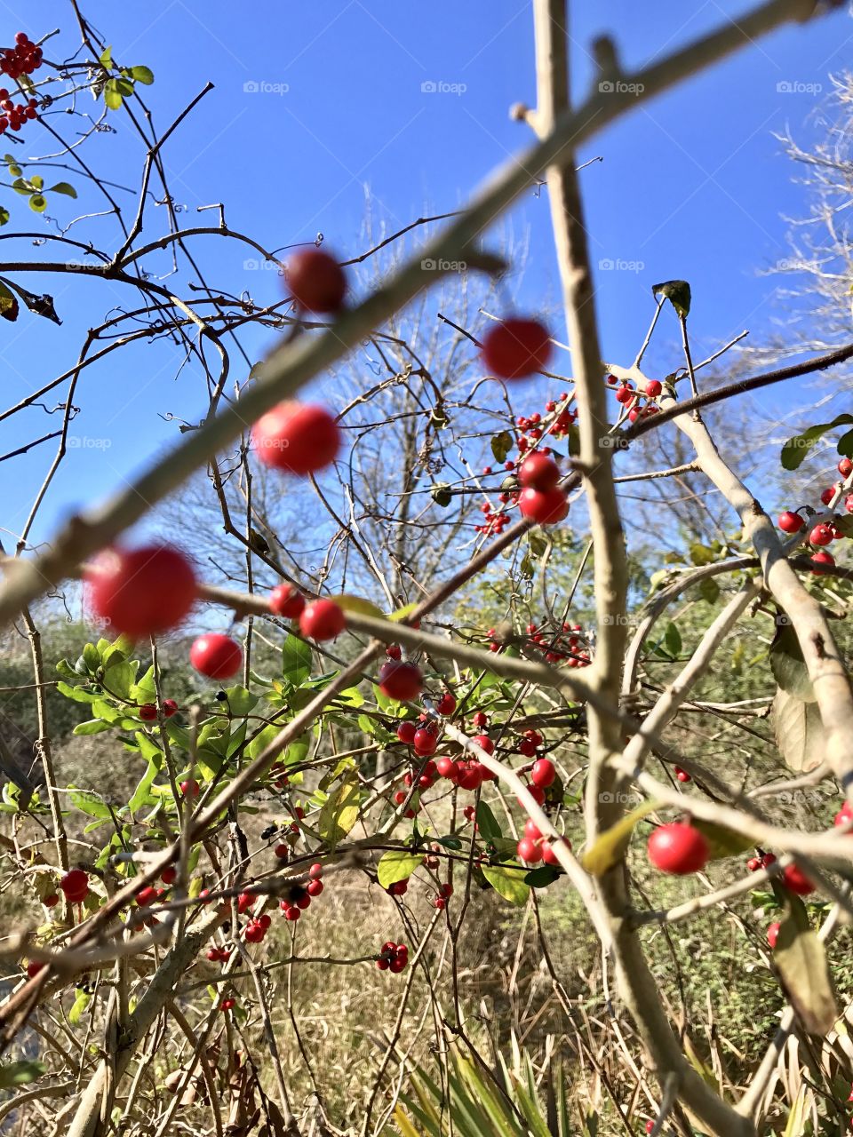 Red berries on a winter day.