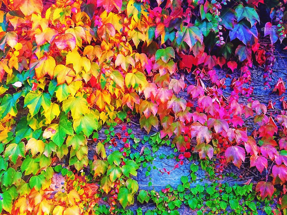 Fall colors.