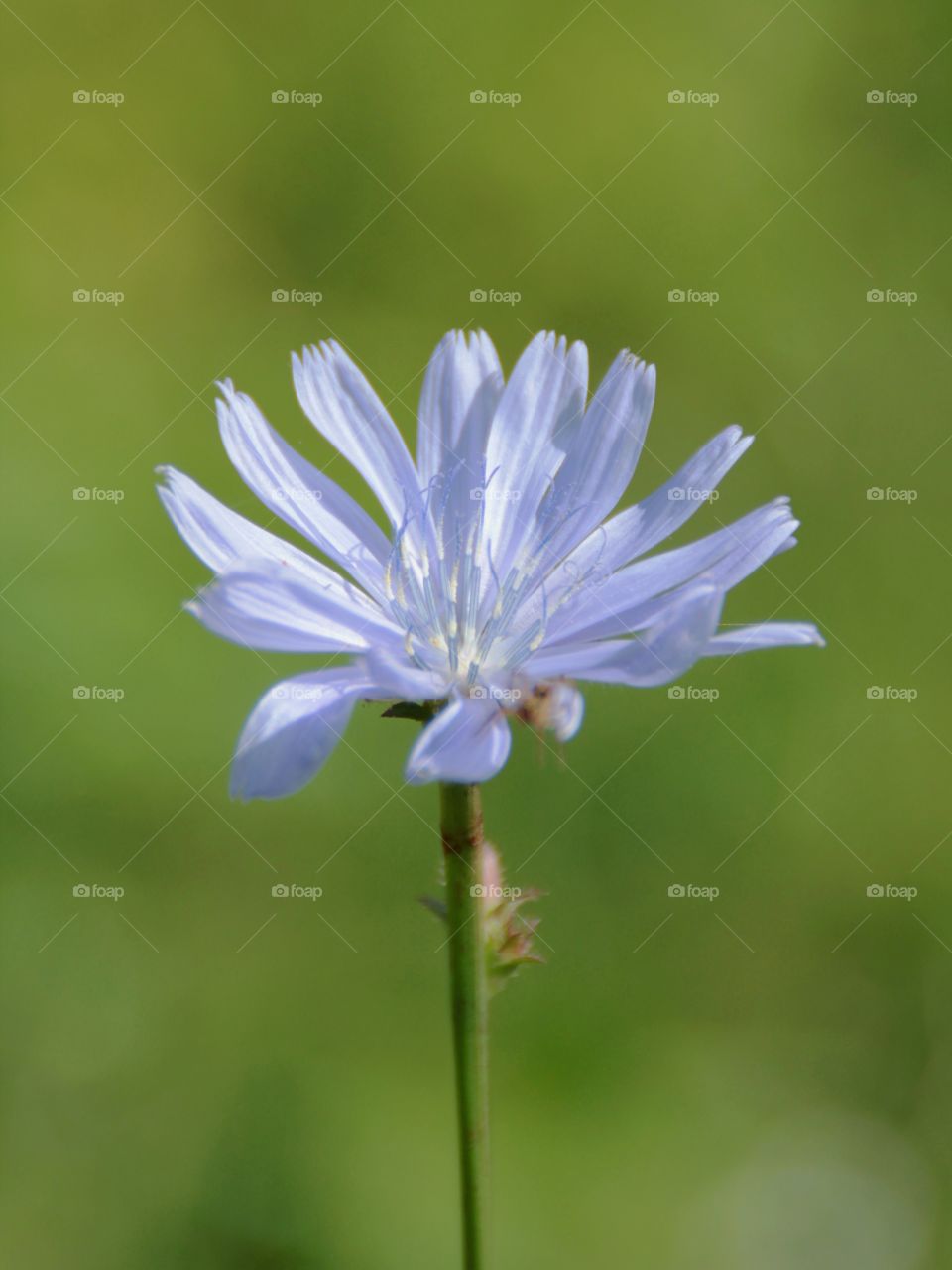 A purple flower on a green background