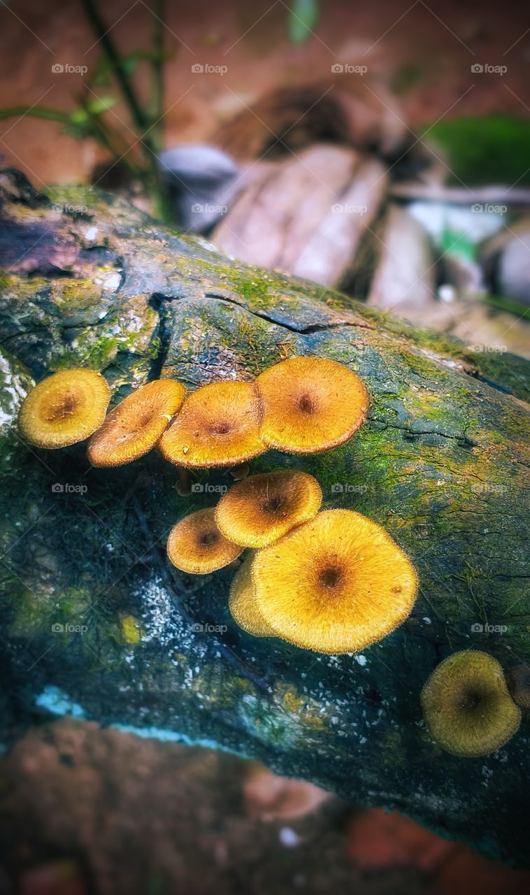 beautiful brown mushrooms