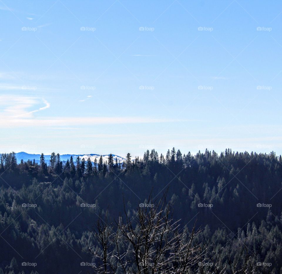 Forest Mountain View