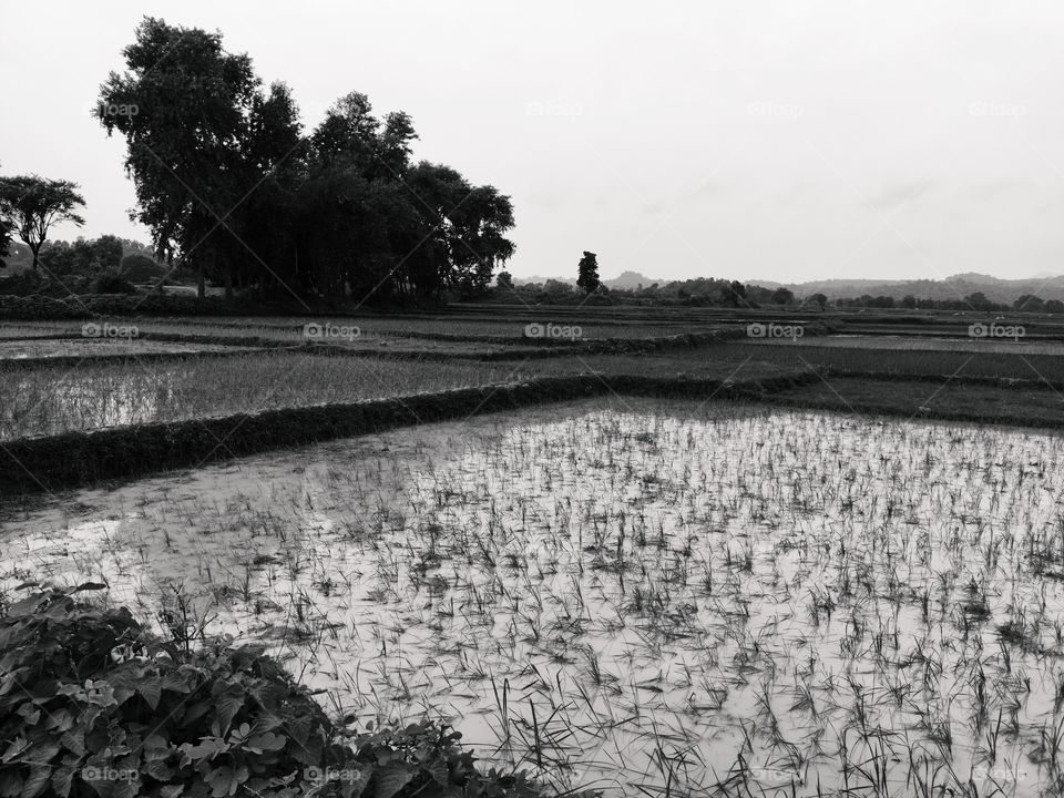 padey plant land