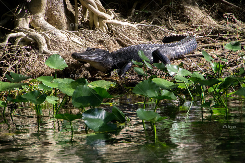 Gator on Silver River