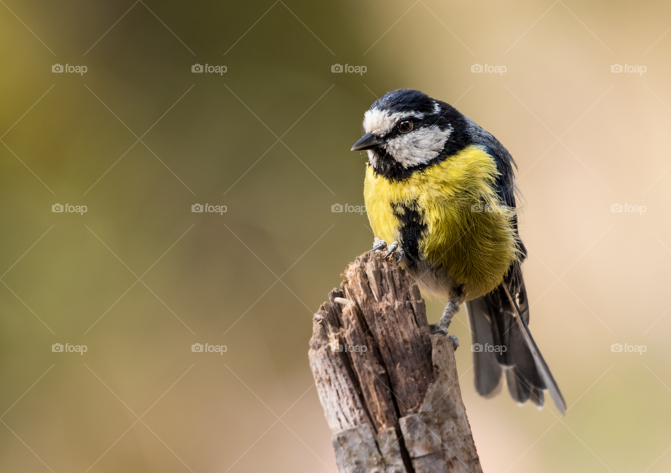 blue tit standing on a branch