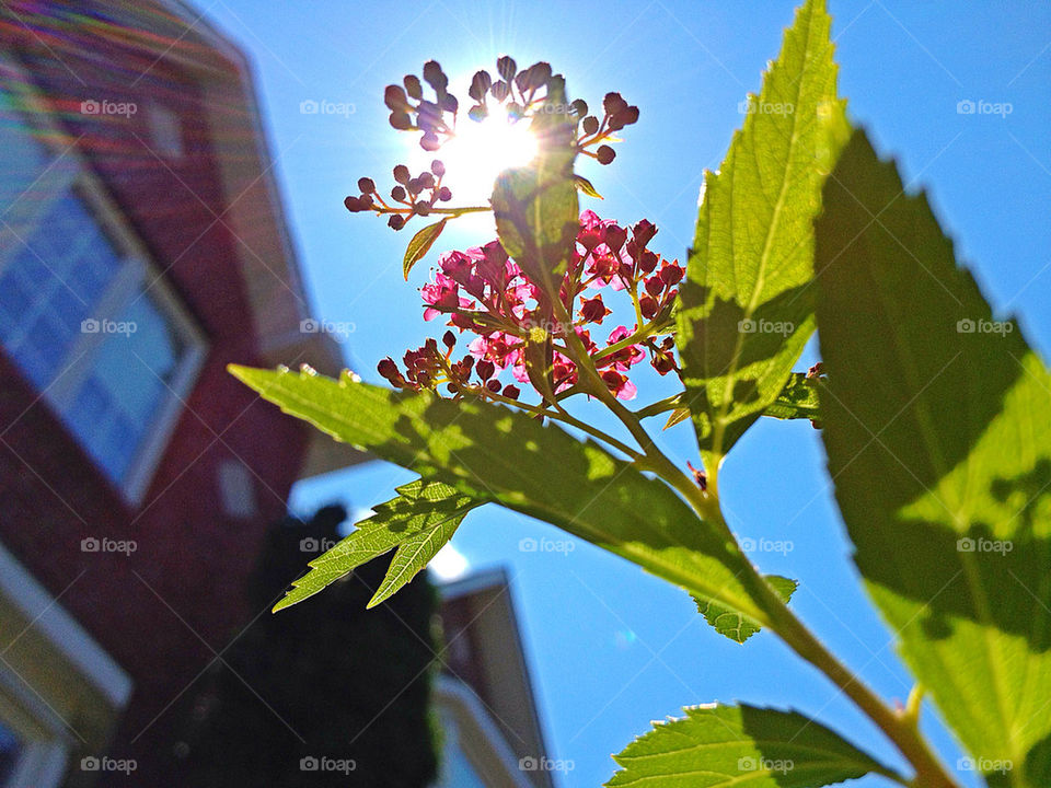 garden flower summer sun by campbellrobertson