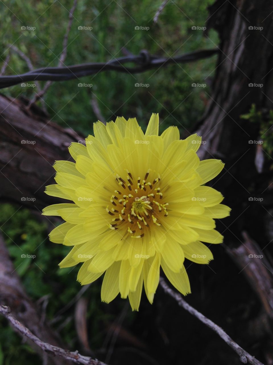 Beauty in the rough. Flower among dead trees and barbed wire